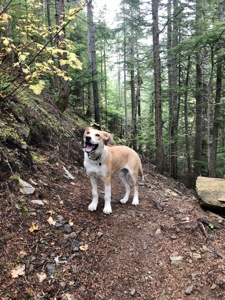 Bear, a Great Pyrenees and Australian Cattle Dog mix tested with EmbarkVet.com