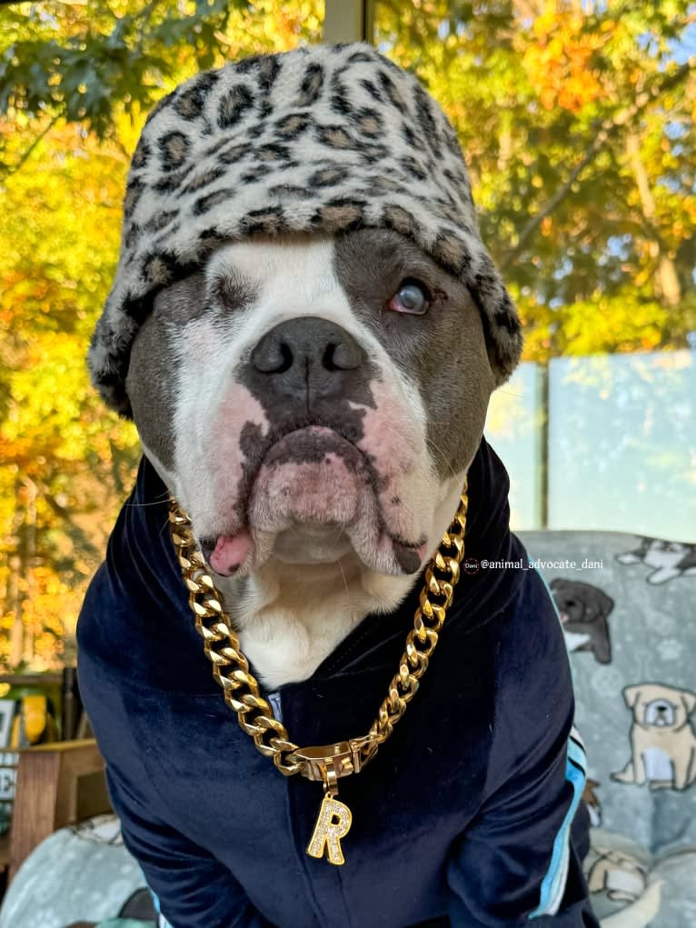 Rhino, an American Bully and Bulldog mix tested with EmbarkVet.com