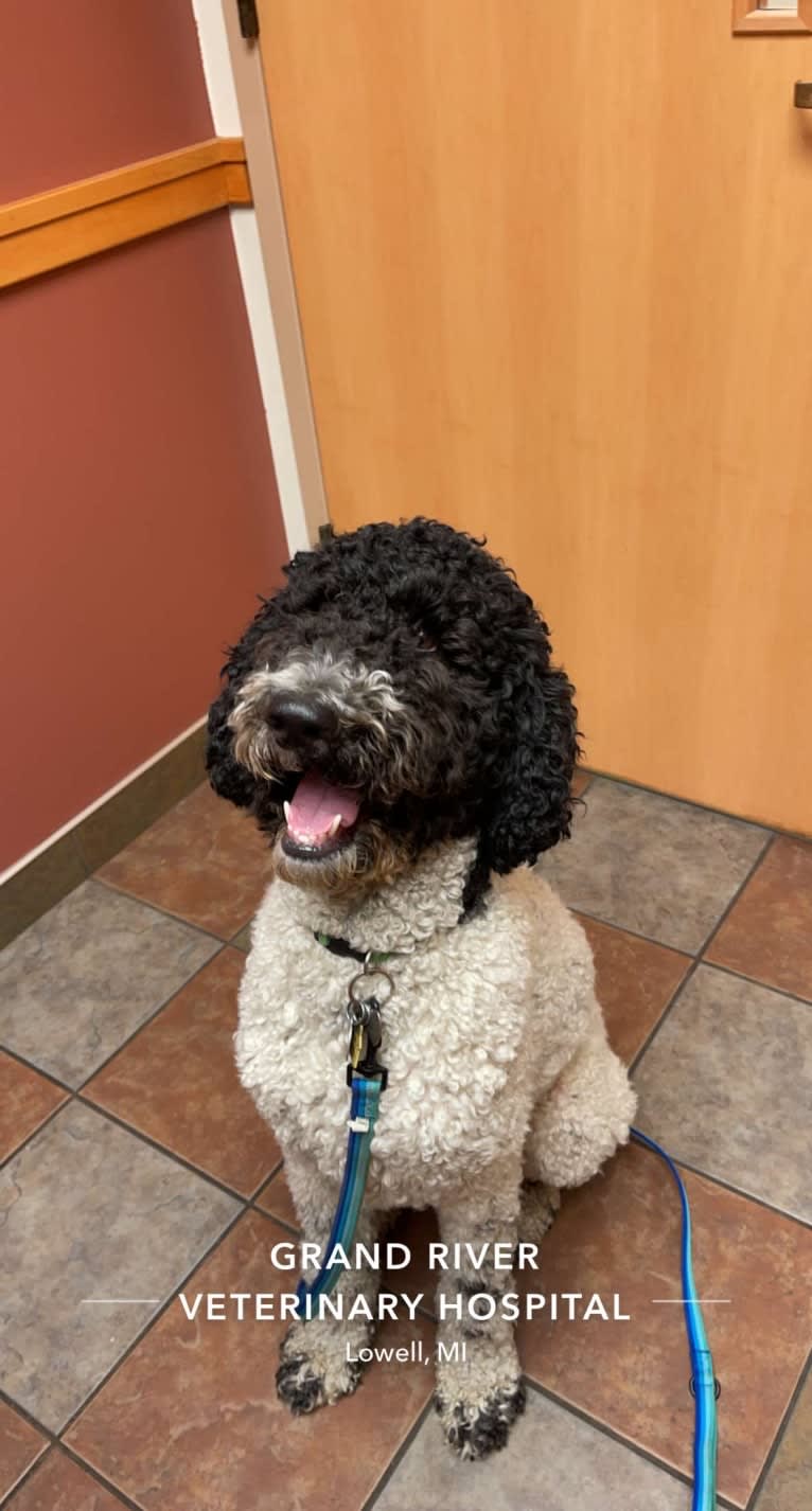 Wally, a Poodle (Standard) tested with EmbarkVet.com