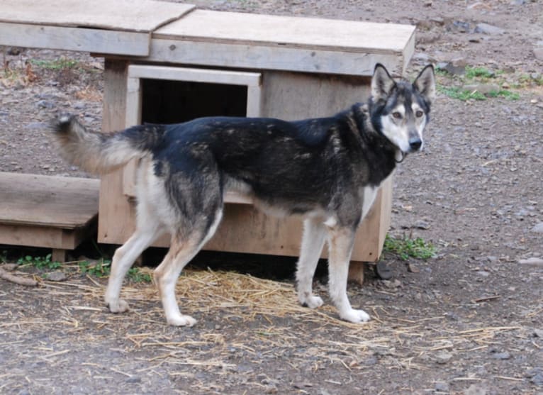 Sasha, an Alaskan-type Husky tested with EmbarkVet.com
