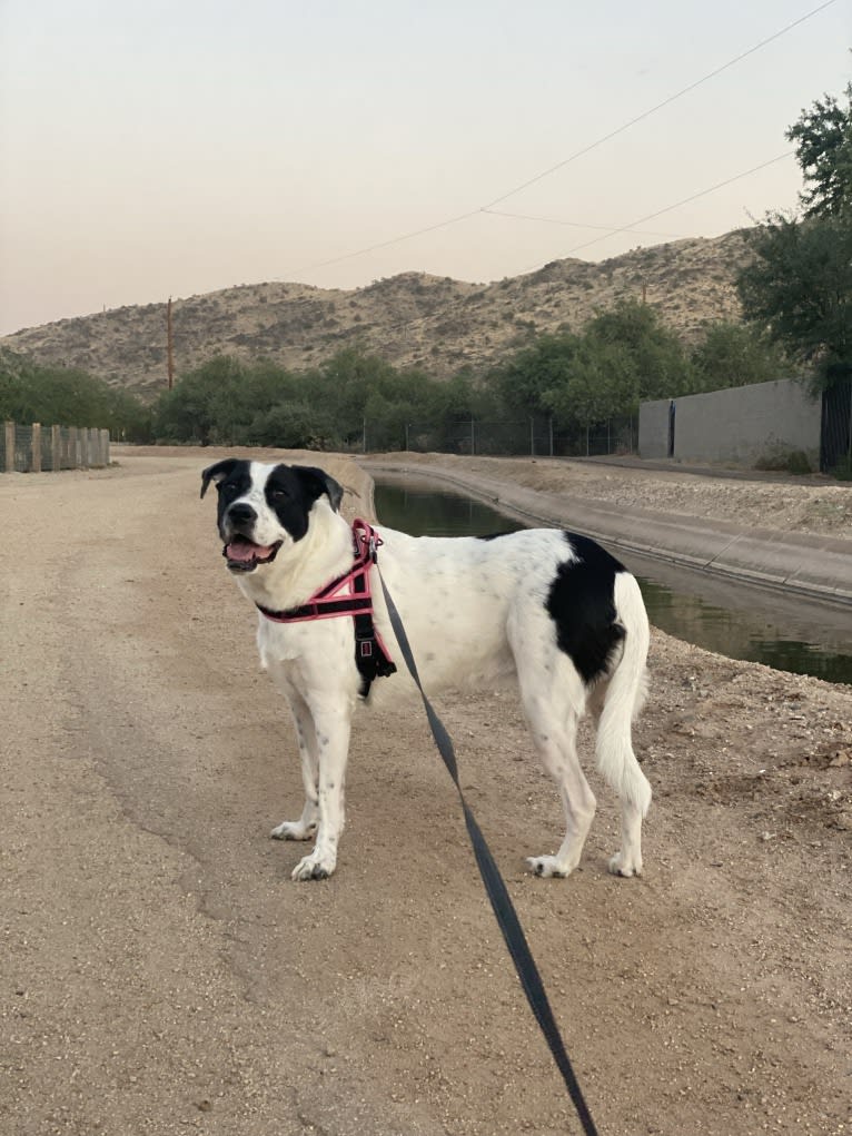 Millie, an American Pit Bull Terrier and Labrador Retriever mix tested with EmbarkVet.com