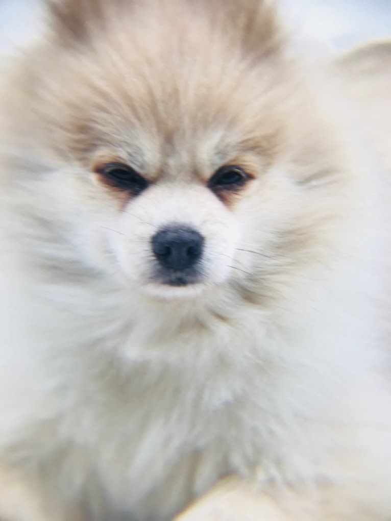 Techno, a Pomeranian tested with EmbarkVet.com