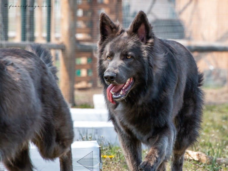 VERGIL, a German Shepherd Dog tested with EmbarkVet.com