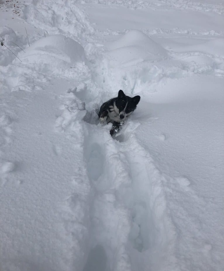 Ryder, a Siberian Husky and Australian Cattle Dog mix tested with EmbarkVet.com