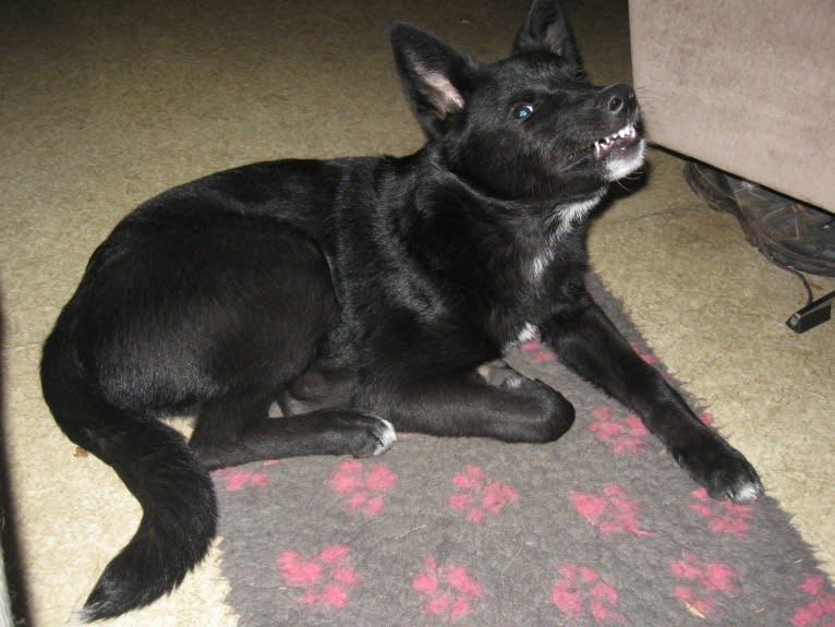 Strolch, a Canaan Dog tested with EmbarkVet.com