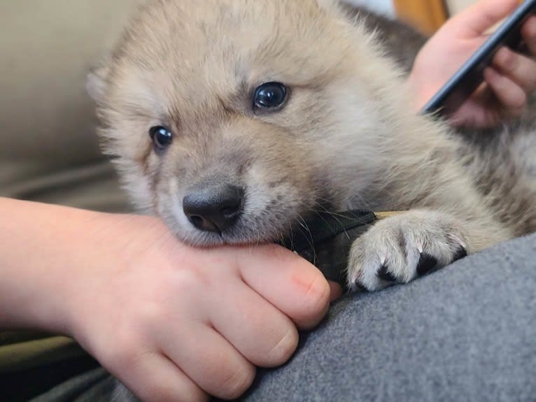 Valefor a dog tested with EmbarkVet.com
