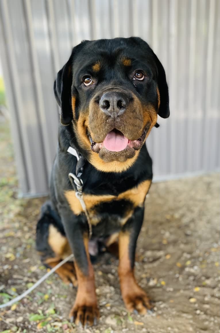 Chompy, a Rottweiler tested with EmbarkVet.com