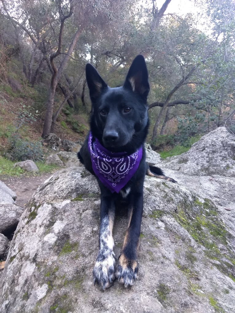 Winston, a German Shepherd Dog and Australian Cattle Dog mix tested with EmbarkVet.com