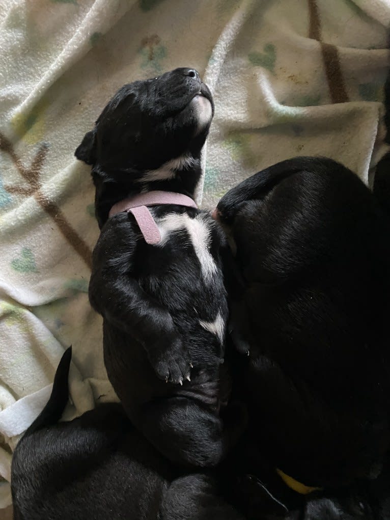 Remi, a Newfoundland and American Pit Bull Terrier mix tested with EmbarkVet.com