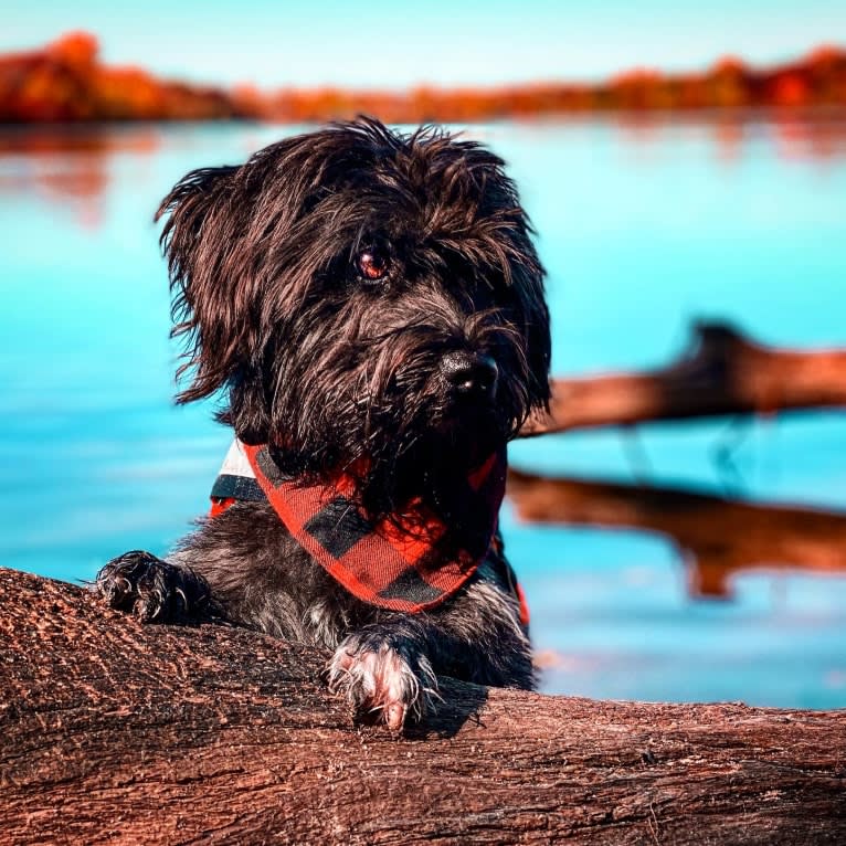 Poppy, a Miniature Schnauzer tested with EmbarkVet.com