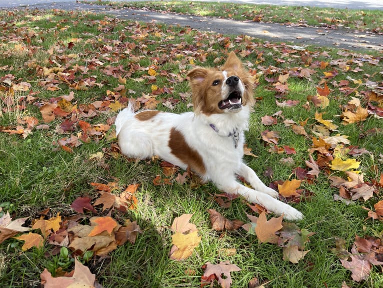 Lucy, a Chow Chow and American Pit Bull Terrier mix tested with EmbarkVet.com