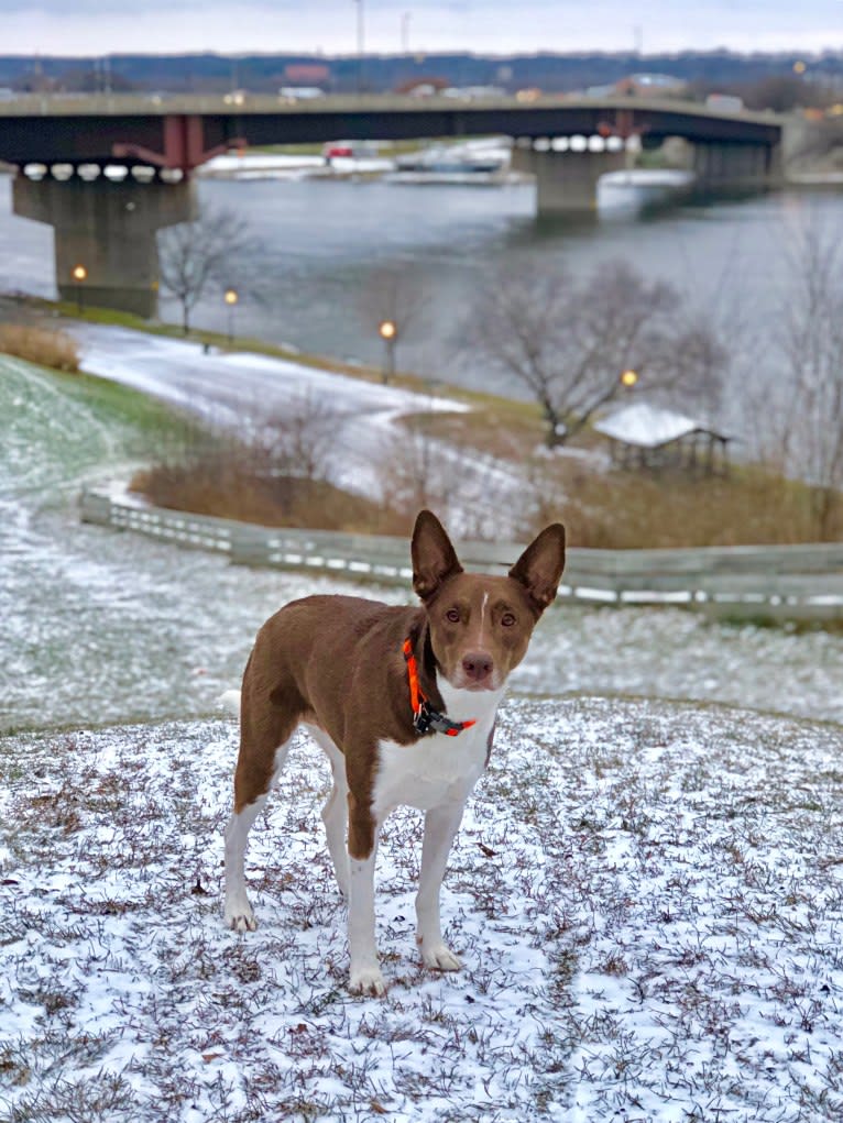 Gemini, a Border Collie and Australian Shepherd mix tested with EmbarkVet.com