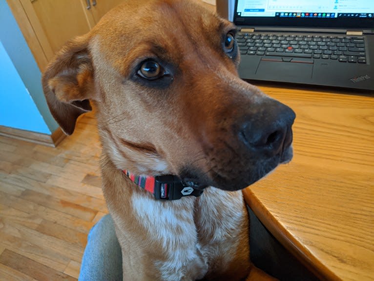 Oso, an Australian Cattle Dog and Boxer mix tested with EmbarkVet.com