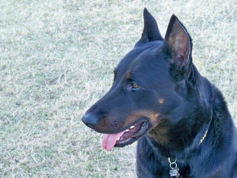 Meg, a Beauceron tested with EmbarkVet.com