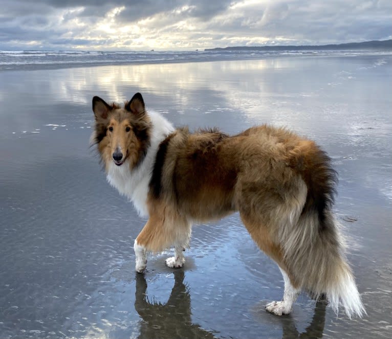 Memphis, a Collie tested with EmbarkVet.com