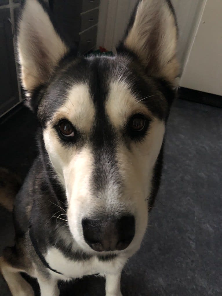 Milo, a Siberian Husky and Alaskan Malamute mix tested with EmbarkVet.com