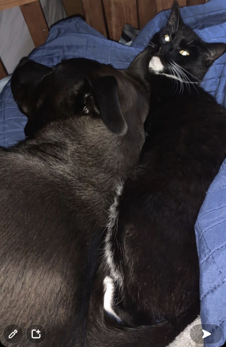 Paco, a Great Pyrenees and American Pit Bull Terrier mix tested with EmbarkVet.com