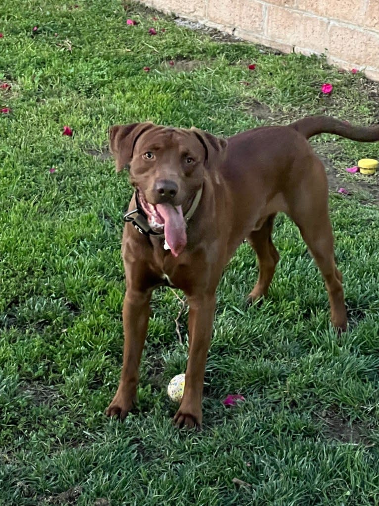 Kingston, a Weimaraner and Labrador Retriever mix tested with EmbarkVet.com