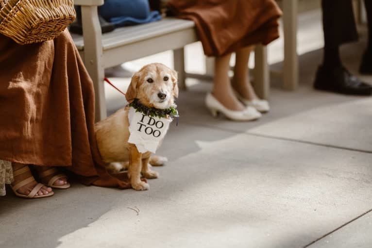 Rosie, a Basset Hound and Poodle (Small) mix tested with EmbarkVet.com