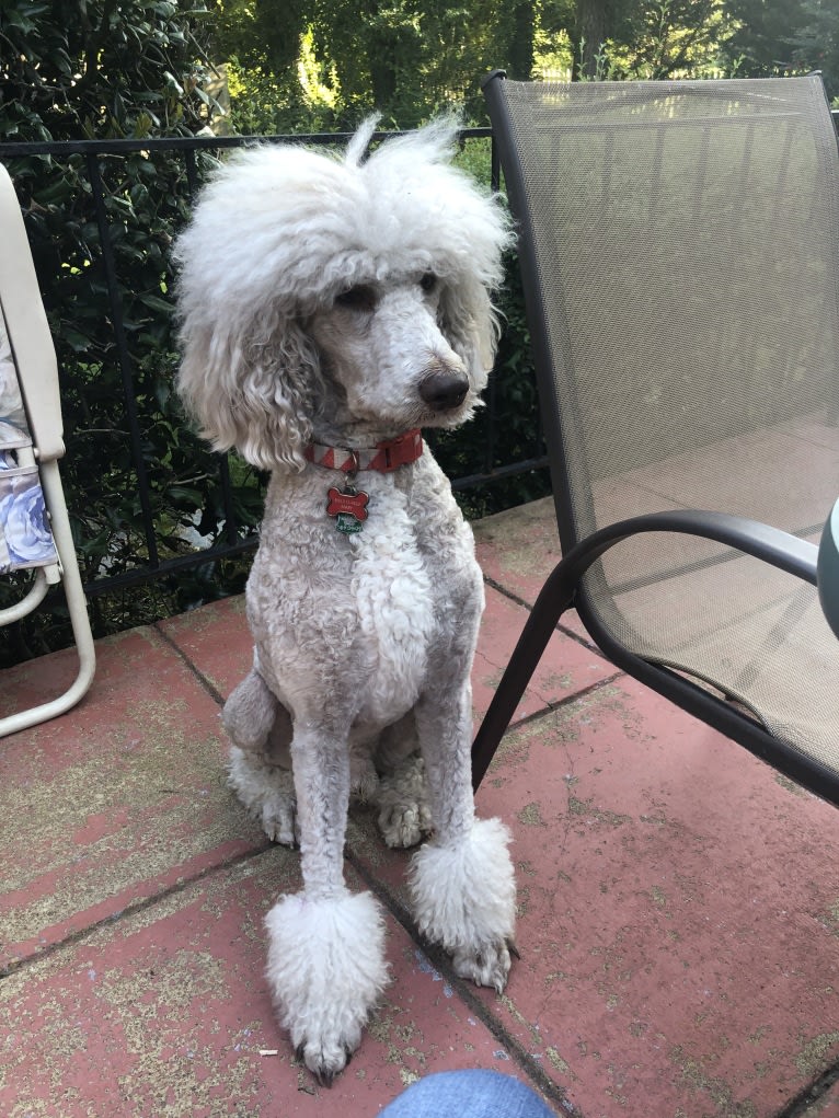 Leo, a Poodle (Standard) tested with EmbarkVet.com