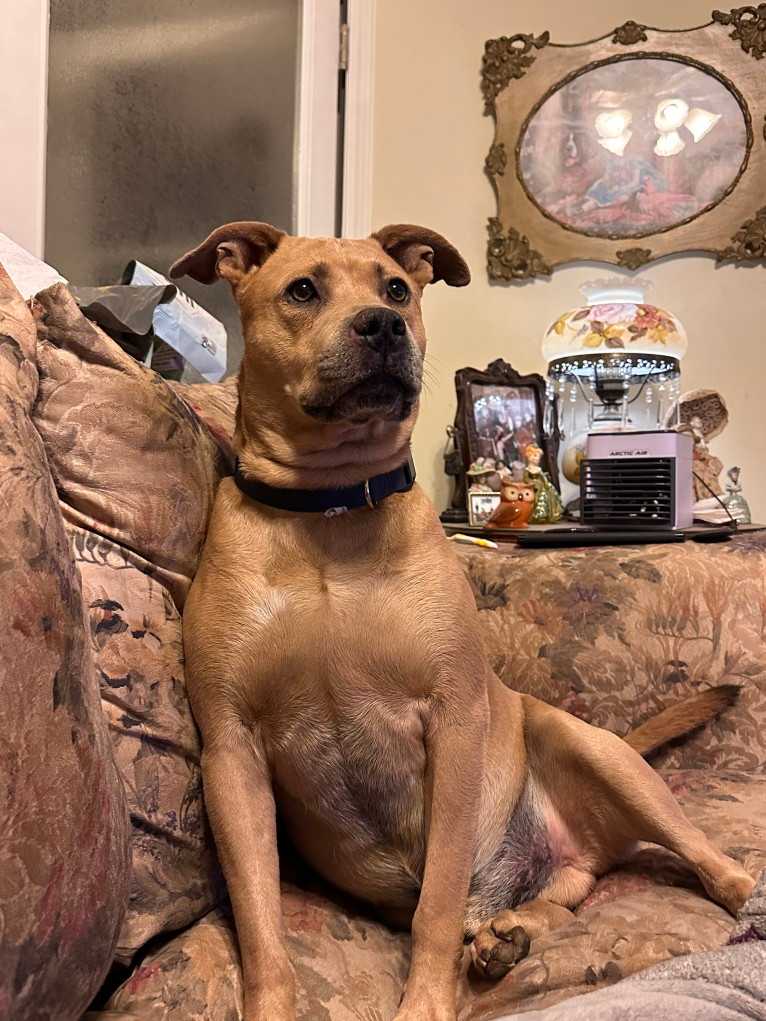 Zeus, an American Pit Bull Terrier and Labrador Retriever mix tested with EmbarkVet.com