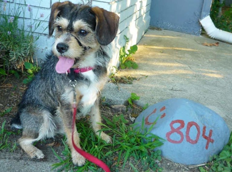 Iggy Pup, a Cavalier King Charles Spaniel and Miniature Schnauzer mix tested with EmbarkVet.com