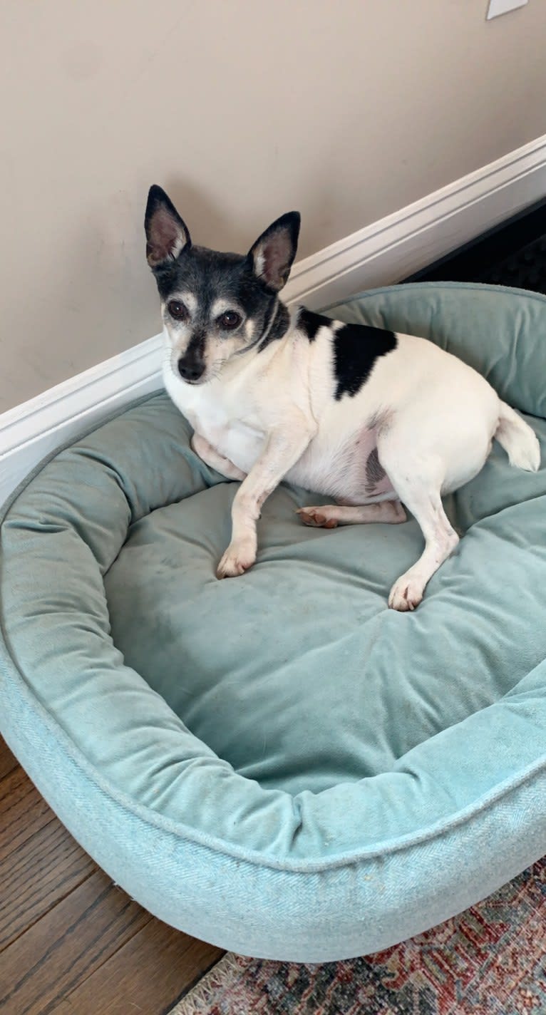 Skippy, a Toy Fox Terrier tested with EmbarkVet.com