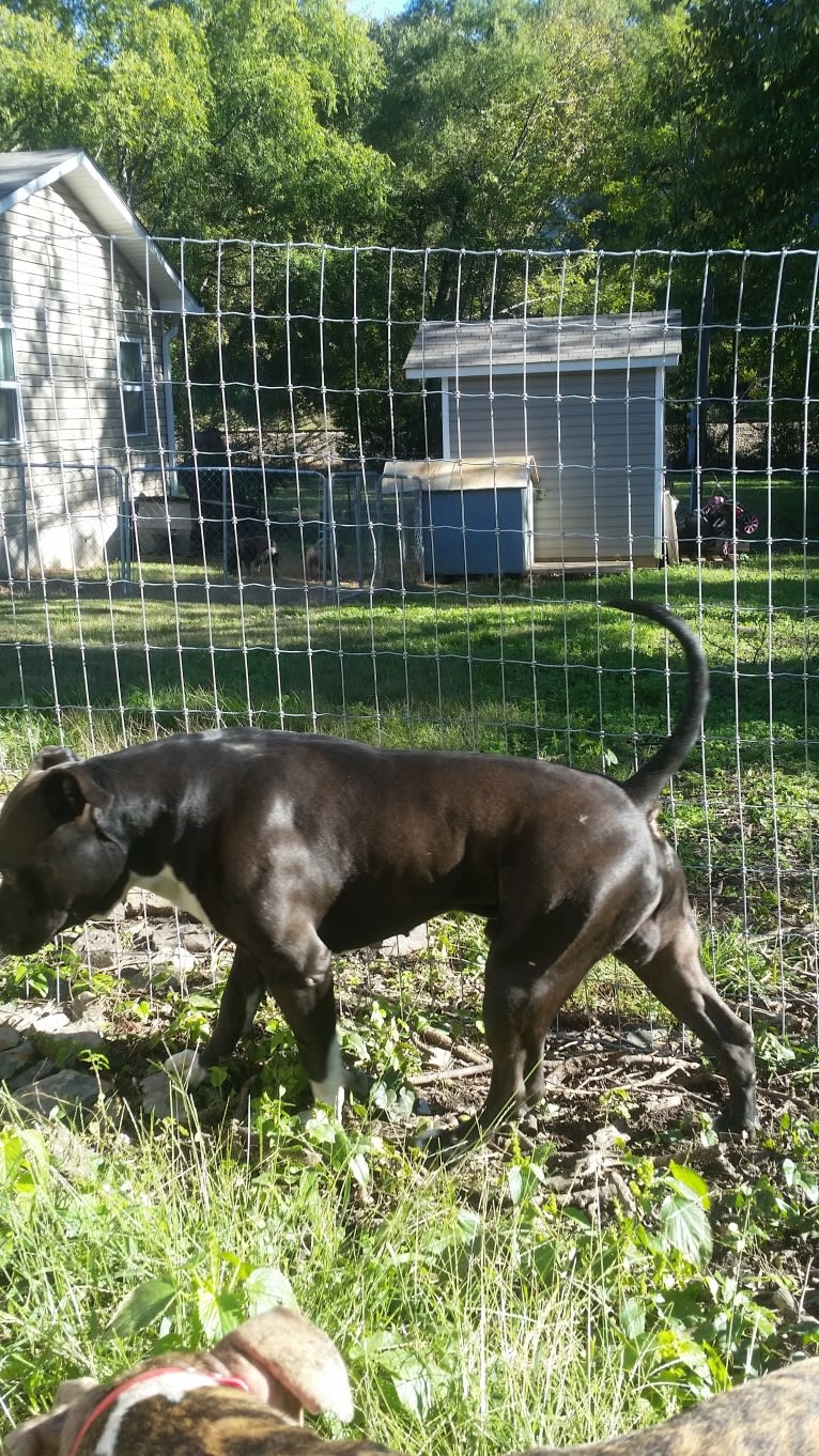 Hulk-E-Boy, an American Bully tested with EmbarkVet.com