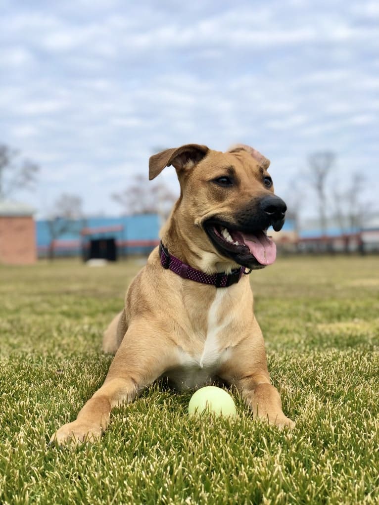 Piper, an American Pit Bull Terrier and Dutch Shepherd mix tested with EmbarkVet.com