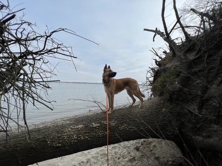 Everhett, a German Shepherd Dog and Australian Cattle Dog mix tested with EmbarkVet.com