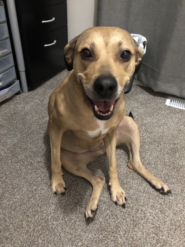 Athena, an American Pit Bull Terrier and Weimaraner mix tested with EmbarkVet.com