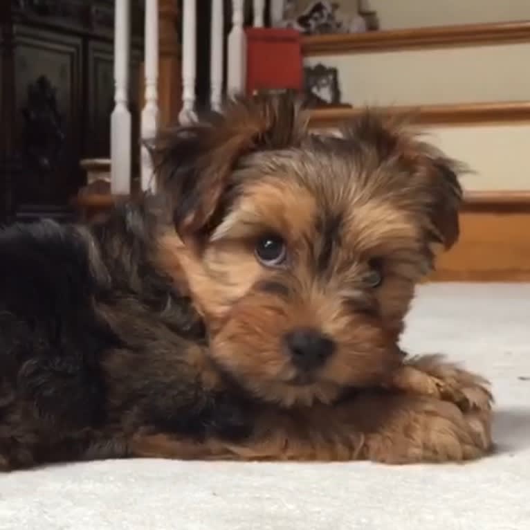 Maxx, a Yorkshire Terrier and Bichon Frise mix tested with EmbarkVet.com