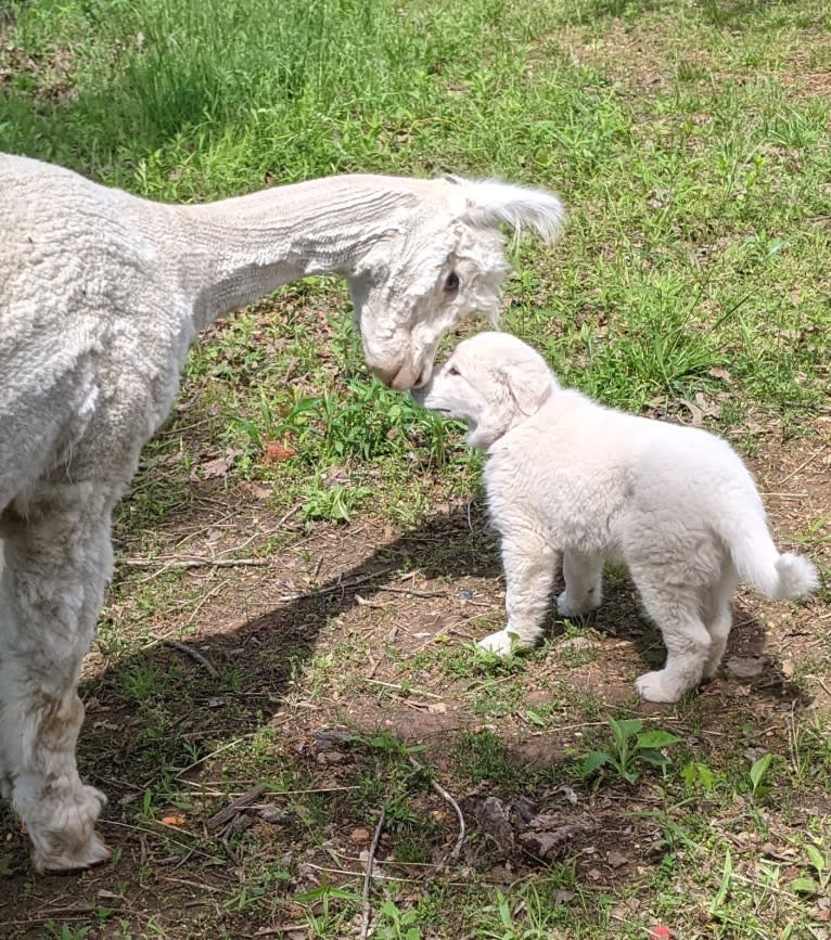 Ammy, a Maremma Sheepdog tested with EmbarkVet.com