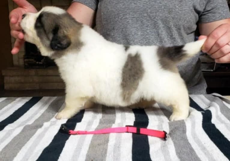 Mynney, a Pyrenean Mastiff tested with EmbarkVet.com