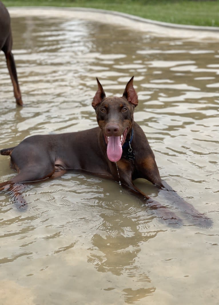 Axel Valor Rasberry, a Doberman Pinscher tested with EmbarkVet.com