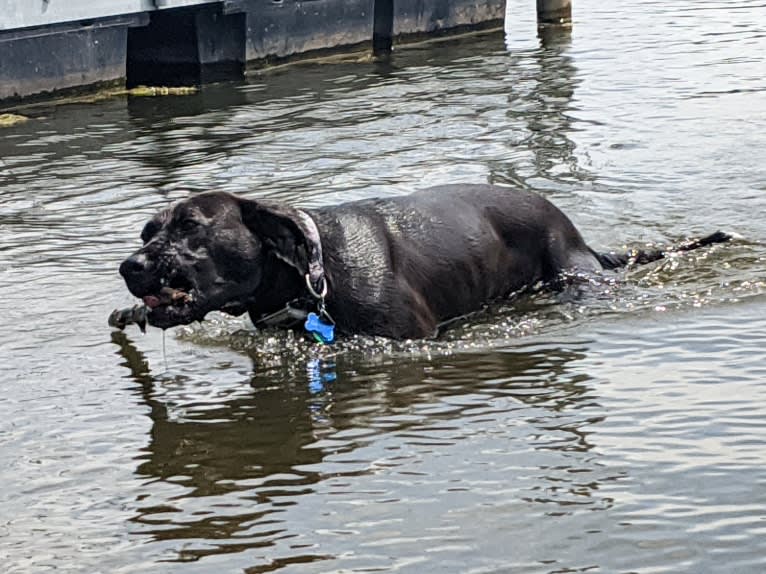 Oakley, an American Pit Bull Terrier and Great Pyrenees mix tested with EmbarkVet.com