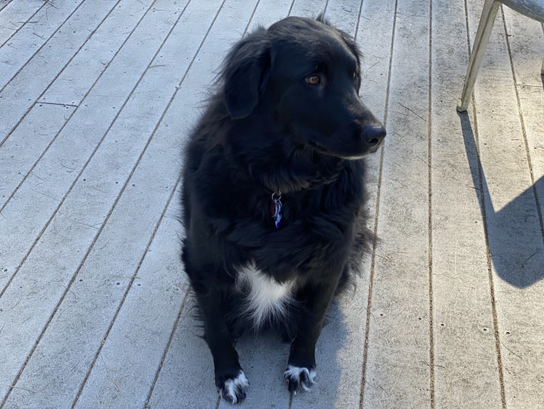 Care Bear Ross, a Labrador Retriever and Australian Cattle Dog mix tested with EmbarkVet.com