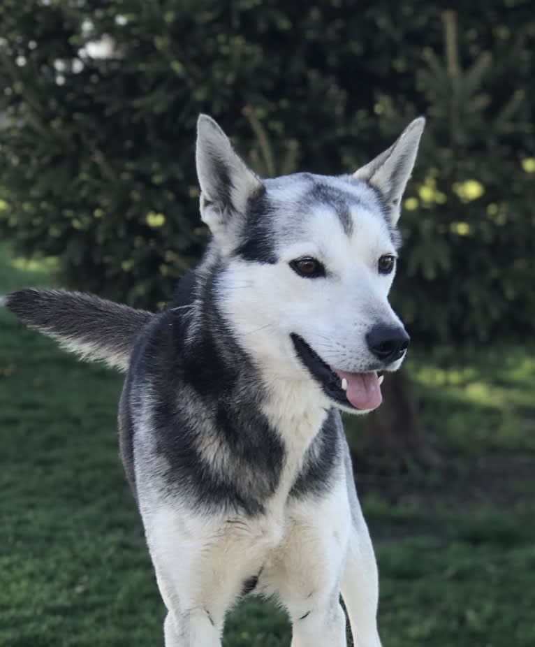 Juniper, a Siberian Husky tested with EmbarkVet.com