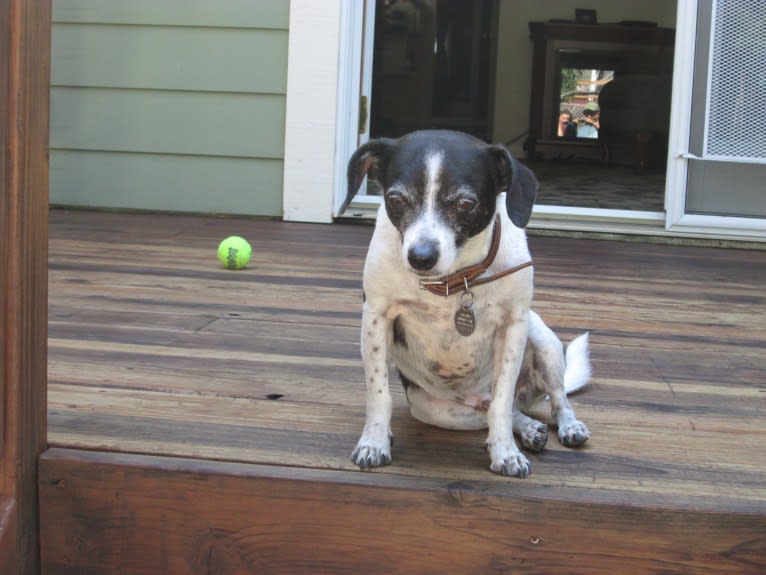 Scooter, a Chihuahua and Poodle (Small) mix tested with EmbarkVet.com