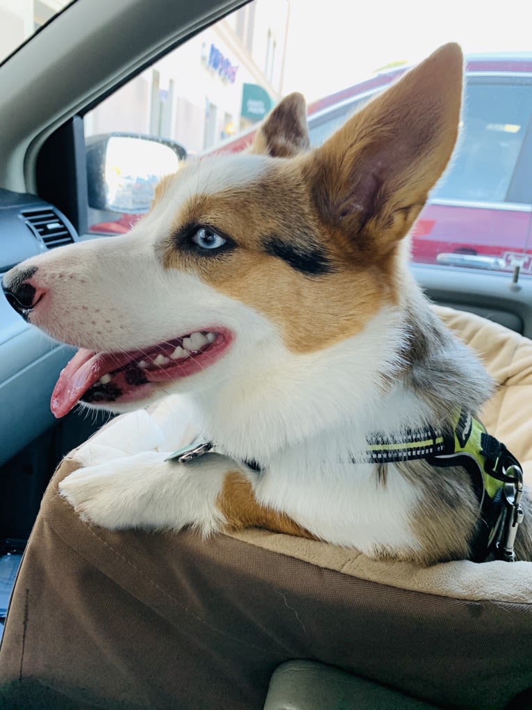 Milo, a Pembroke Welsh Corgi and Australian Shepherd mix tested with EmbarkVet.com