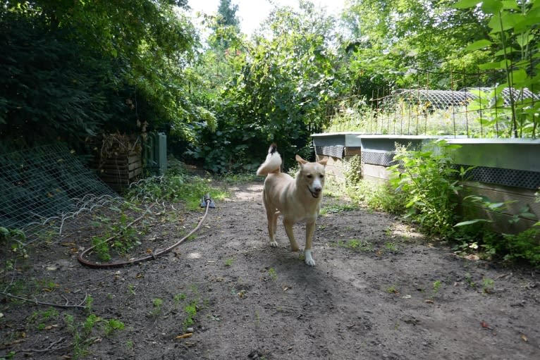 Abbie, a Canaan Dog tested with EmbarkVet.com