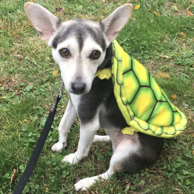 Turtle, a Chihuahua and Rat Terrier mix tested with EmbarkVet.com