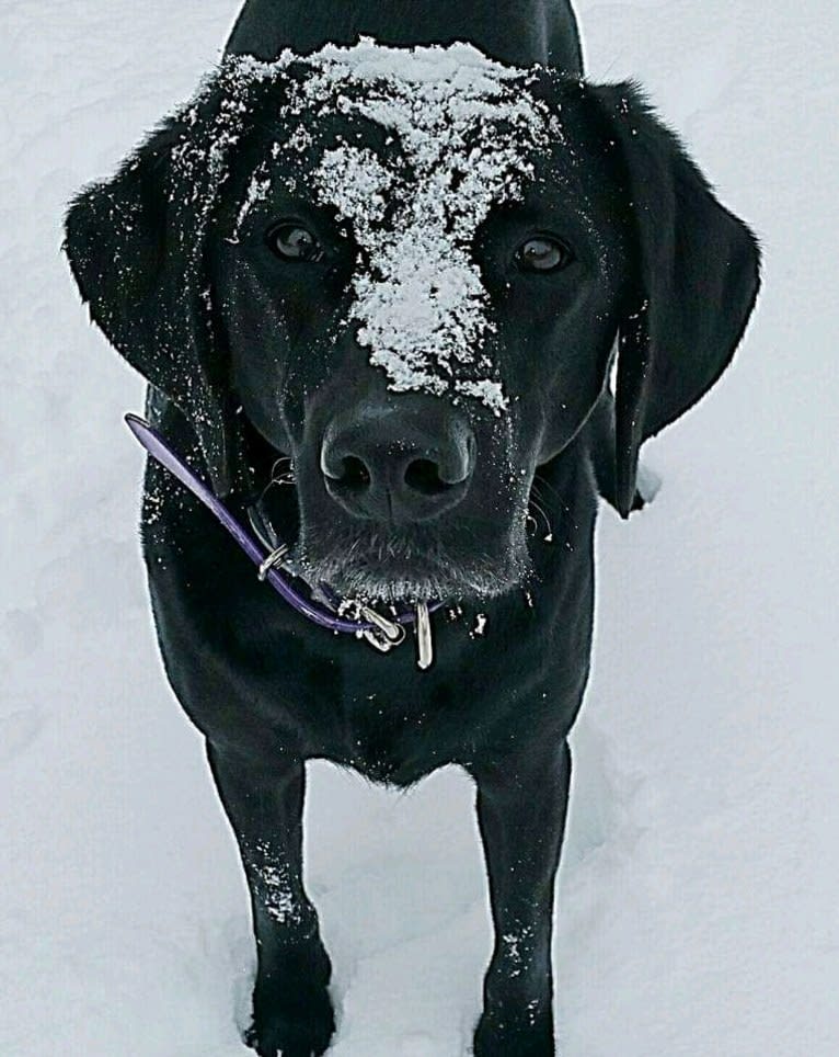 Anya Marie, a Labrador Retriever and Redbone Coonhound mix tested with EmbarkVet.com