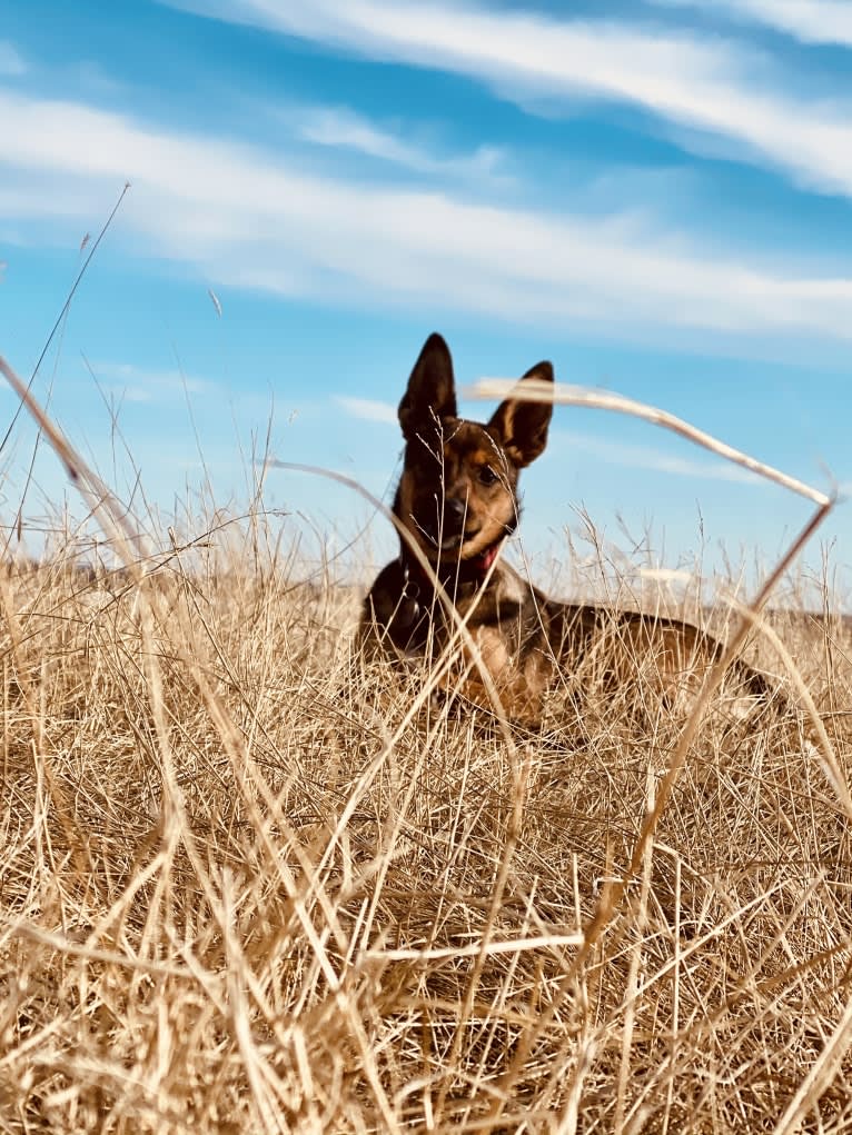 Alemã, a German Shepherd Dog and Australian Cattle Dog mix tested with EmbarkVet.com