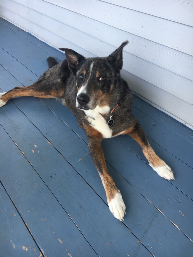 Blue, an Australian Shepherd and Border Collie mix tested with EmbarkVet.com