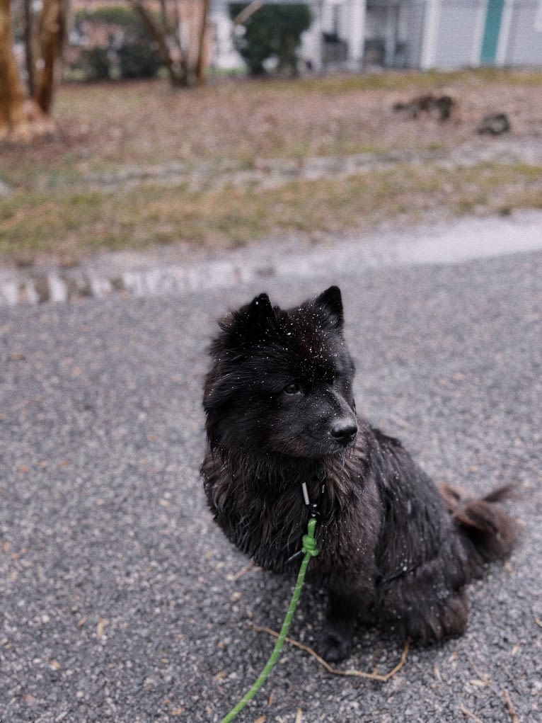 Sheva, a Chow Chow and Norwegian Elkhound mix tested with EmbarkVet.com