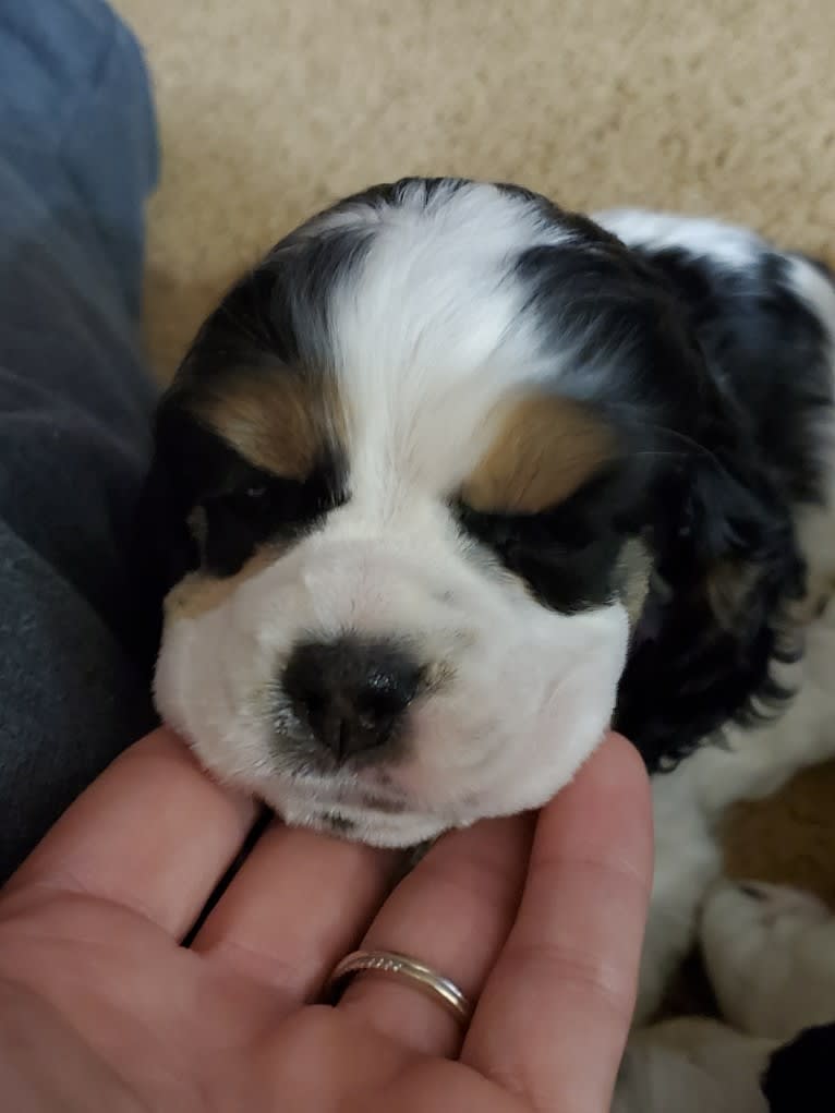 Pigeon, a Cocker Spaniel tested with EmbarkVet.com