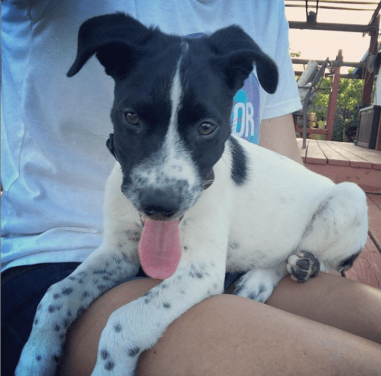 Riley, a German Shorthaired Pointer and Australian Cattle Dog mix tested with EmbarkVet.com