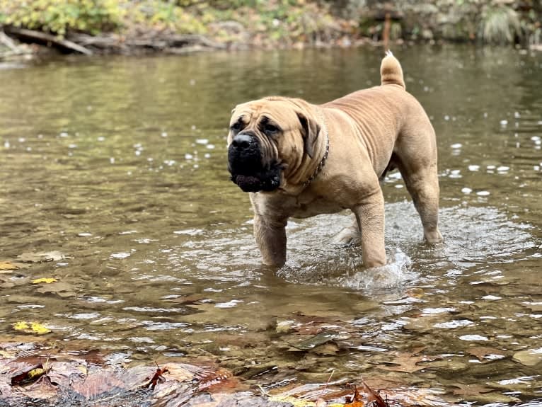 Gobi Boland, a Boerboel tested with EmbarkVet.com