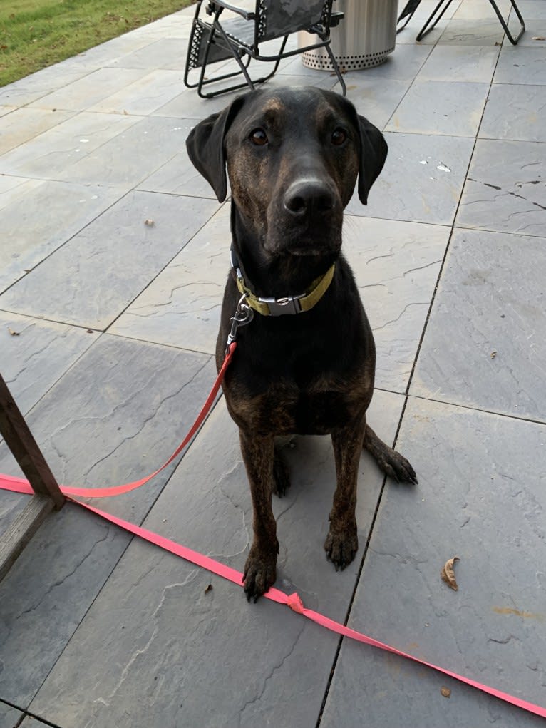 Pico, a Mountain Cur and Doberman Pinscher mix tested with EmbarkVet.com